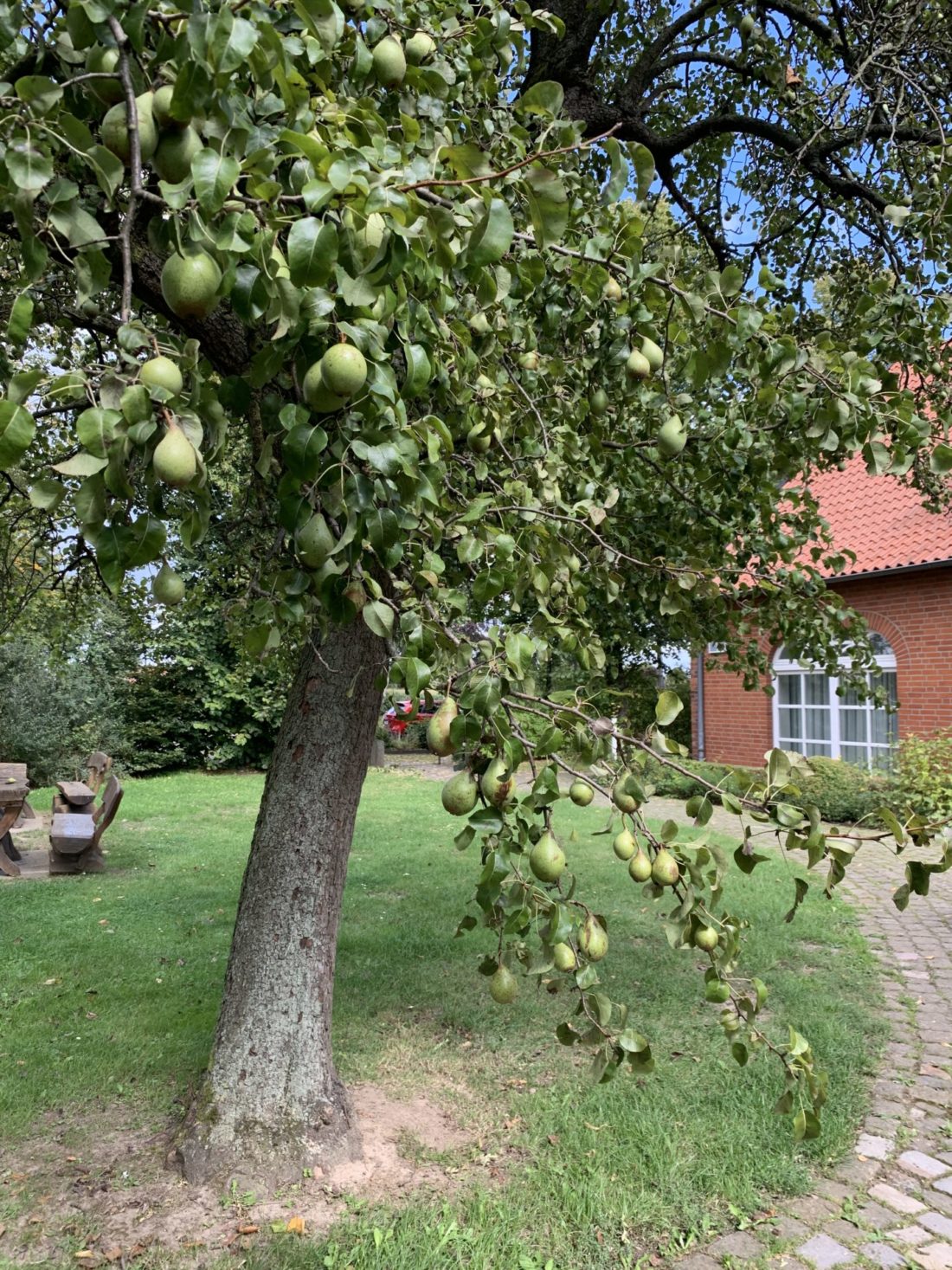 Klimabäume für den eigenen Garten Evolving Regions